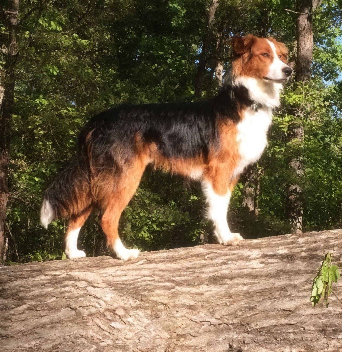 Red Bud Buddy - English Shepherd Sire