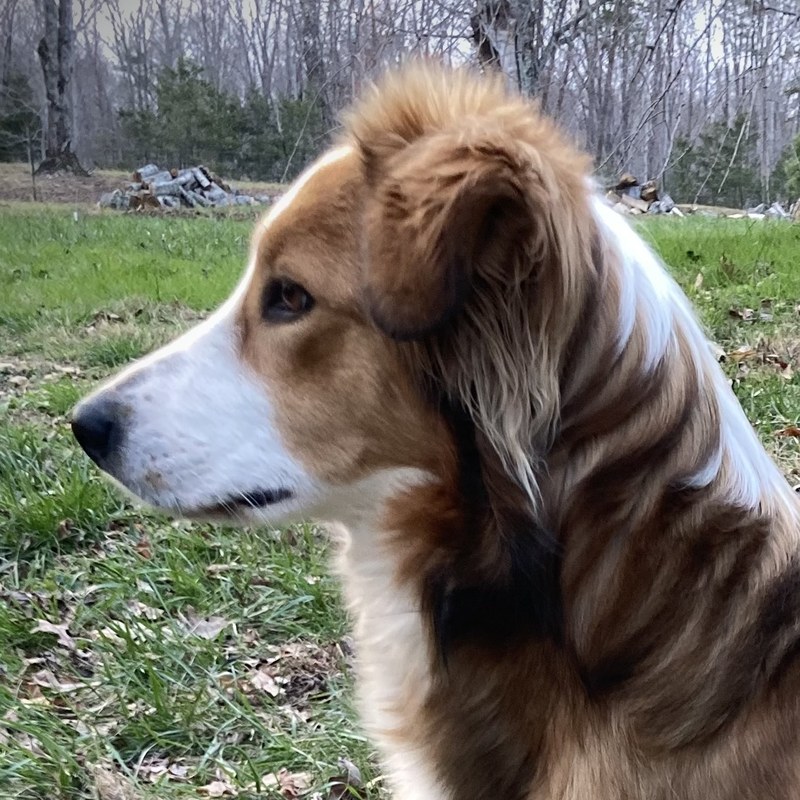 Magnolia Maggie on the property