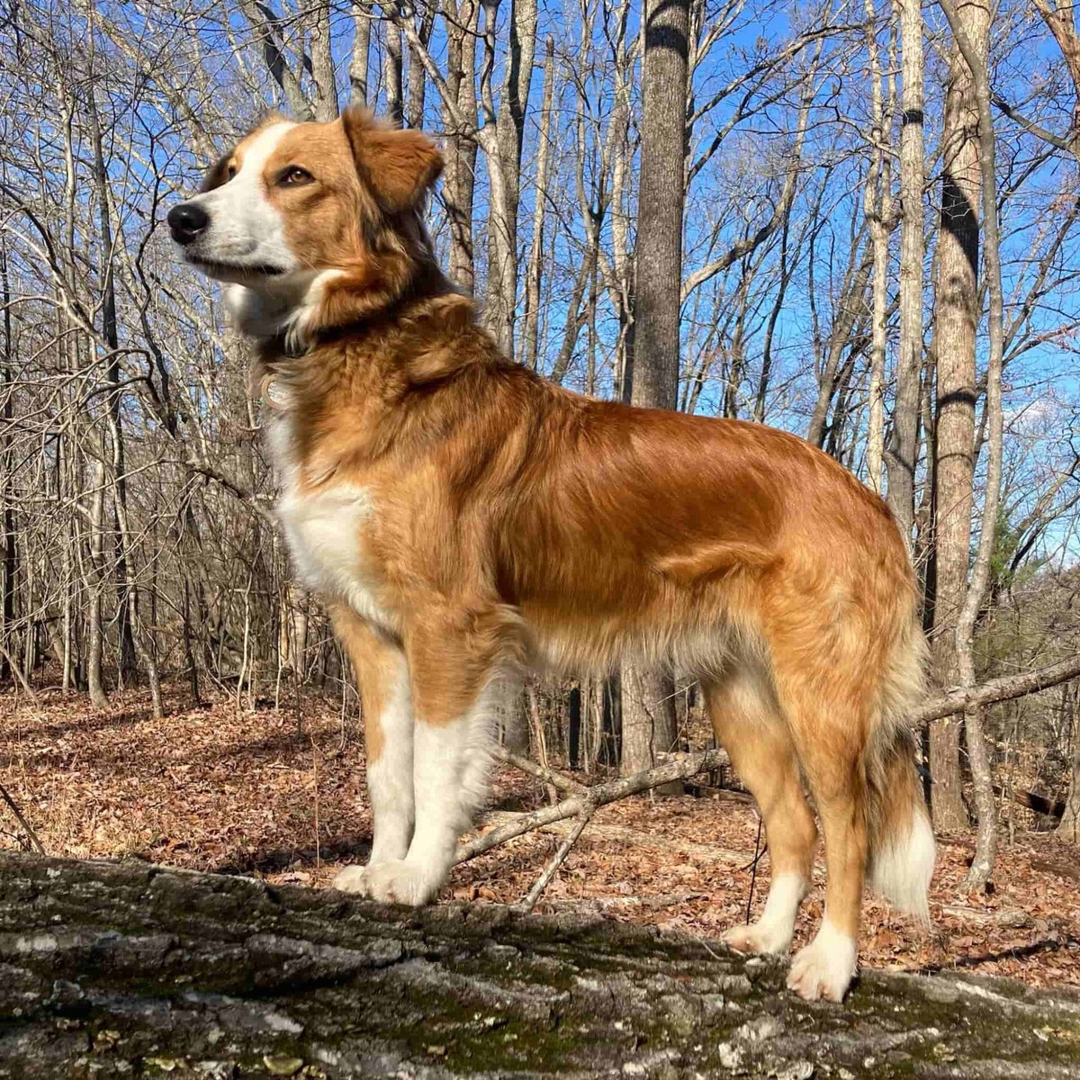 Magnolia Maggie - English Shepherd Dam