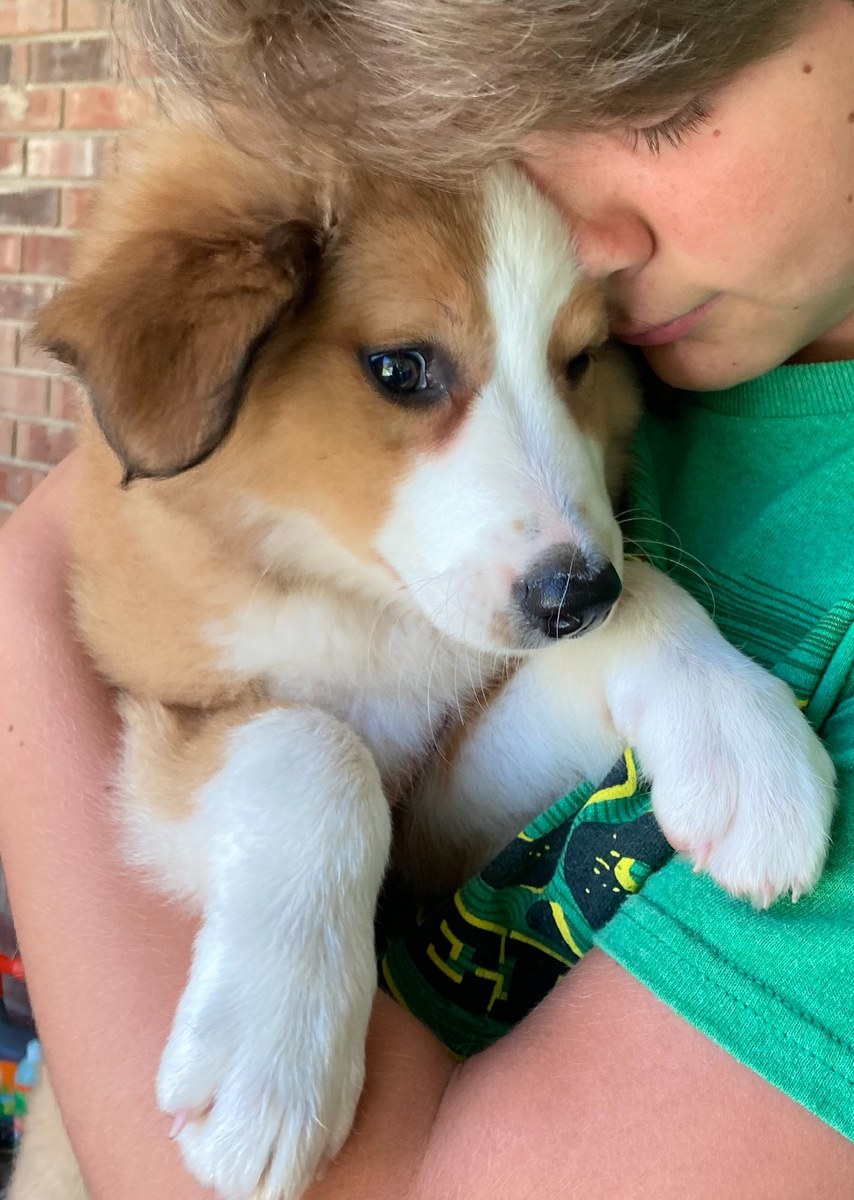 A Hickory Hill puppy being held close