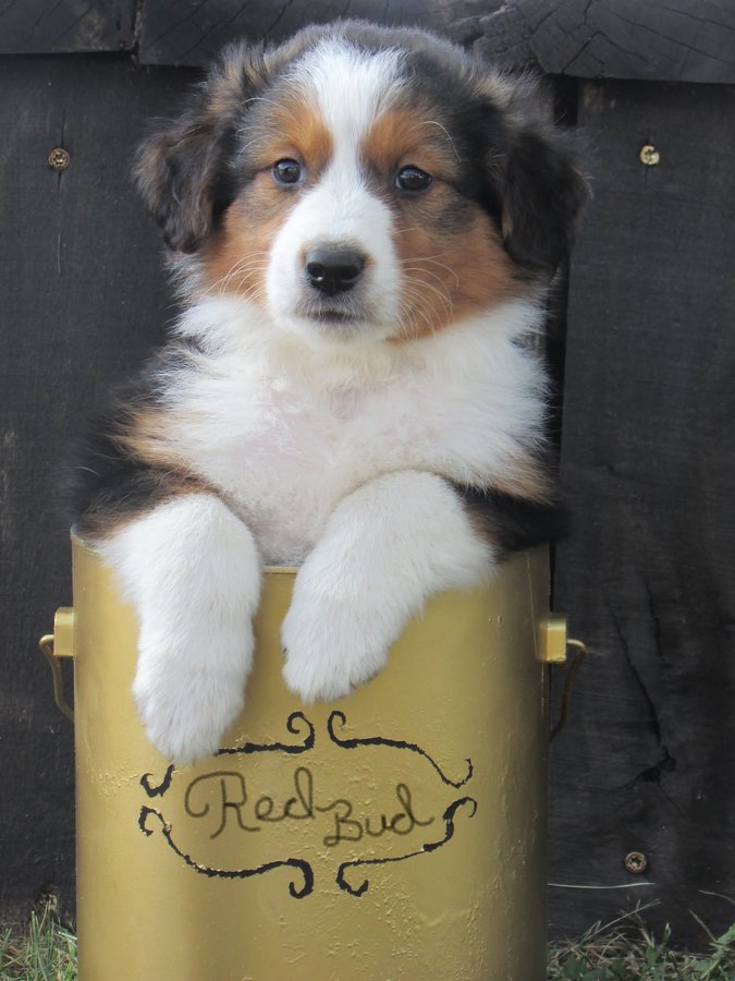 English Shepherd puppy in a Red Bud milk can
